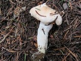 Hygrophorus pudorinus image