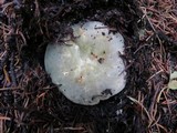Russula aeruginea image
