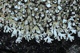 Physcia caesia image