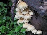 Pholiota squarrosa image