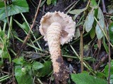 Pholiota squarrosa image