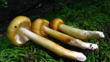 Limacella glischra image