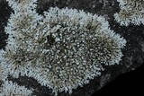 Physcia caesia image