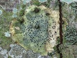 Pyrenula pseudobufonia image
