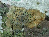Pyrenula pseudobufonia image