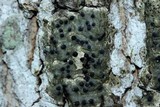 Pyrenula pseudobufonia image