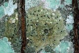 Pyrenula pseudobufonia image