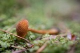 Flammulaster erinaceellus image