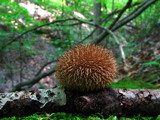 Lycoperdon echinatum image