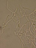 Dacrymyces minor image