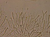 Dacrymyces minor image