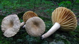 Lactarius marylandicus image