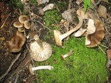 Rhodocollybia butyracea image
