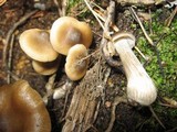 Rhodocollybia butyracea image