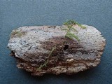 Peniophorella praetermissa image
