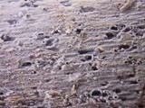 Peniophorella praetermissa image