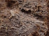 Peniophorella praetermissa image