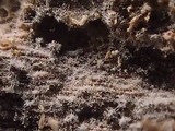 Peniophorella praetermissa image