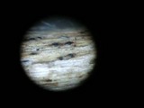 Discostroma tostum image