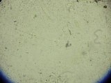Discostroma tostum image