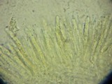 Discostroma tostum image