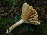 Lactarius marylandicus image