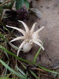 Aseroë arachnoidea image