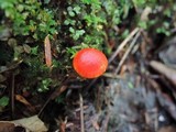 Hygrocybe mucronella image