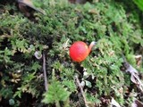 Hygrocybe mucronella image