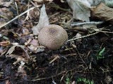 Image of Entoloma caeruleogriseum