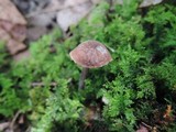 Entoloma caeruleogriseum image