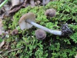 Entoloma caeruleogriseum image