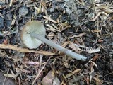 Entoloma caeruleogriseum image