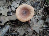 Lactarius quietus var. incanus image