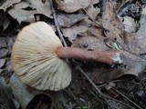Lactarius quietus image