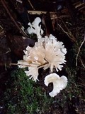 Hydnodon thelephorus image