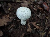 Amanita abrupta image