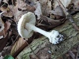 Amanita abrupta image