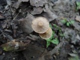 Tubaria conspersa image