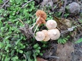 Tubaria conspersa image