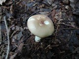 Russula fragilis image