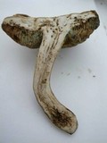 Tylopilus sordidus image