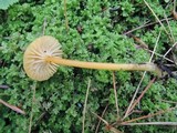 Hygrocybe citrina image