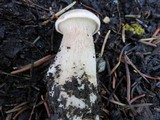 Leucopaxillus albissimus image