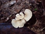 Hydnodon thelephorus image