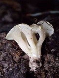Hydnodon thelephorus image