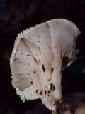 Hydnodon thelephorus image