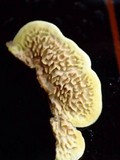 Flavodon flavus image