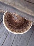Hexagonia hydnoides image