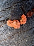 Earliella scabrosa image